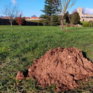 Mole Hills