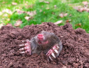 Mole in mole hill