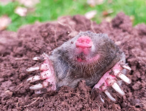 Ace Mole Control Mole appears